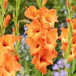 gladiolus-mieczyk-prince-of-orange-5-szt-mieczyki-cebulki-mieczykow