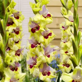 gladiolus-mieczyk-oracle-5-szt-mieczyki-cebulki-mieczykow