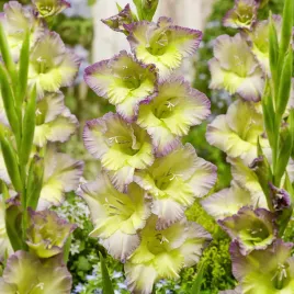 gladiolus-mieczyk-moonlight-shadow-5-szt-mieczyki-cebulki-mieczykow