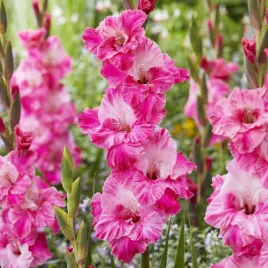 gladiolus-mieczyk-hugo-5-szt-mieczyki-cebulki-mieczykow