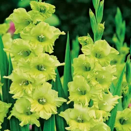 gladiolus-mieczyk-bowie-5-szt-mieczyki-cebulki-mieczykow