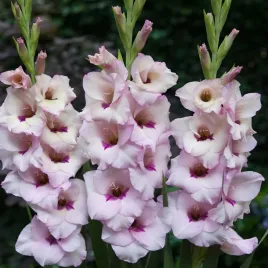 gladiolus-mieczyk-wielkokwiatowy-venezia-5-szt-mieczyki-cebulki-mieczykow