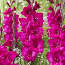 gladiolus-mieczyk-wielkokwiatowy-natan-5-szt-mieczyki-cebulki-mieczykow