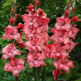 gladiolus-mieczyk-wielkokwiatowy-vabene-5-szt-mieczyki-cebulki-mieczykow