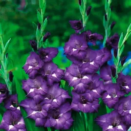gladiolus-mieczyk-wielkokwiatowy-blue-isle-5-szt-mieczyki-cebulki-mieczykow