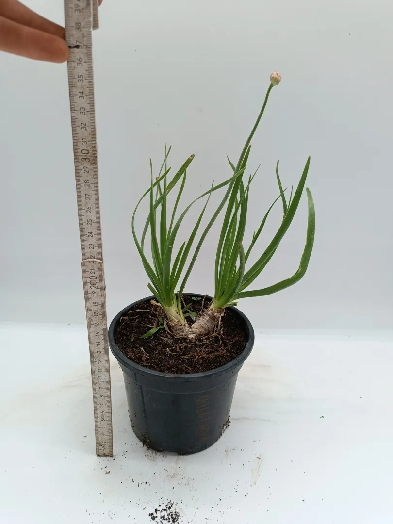 ss-czosnek-ozdobny-millenium-c2