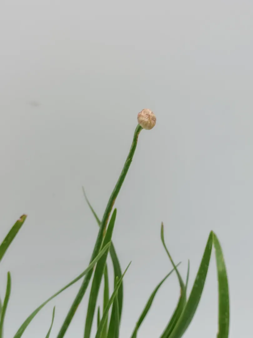 ss-czosnek-ozdobny-millenium-c2-roslina-w-postaci-sadzonka-w-pojemniku-05-1l