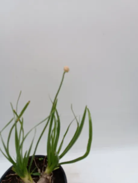 ss-czosnek-ozdobny-millenium-c2-stan-nowy