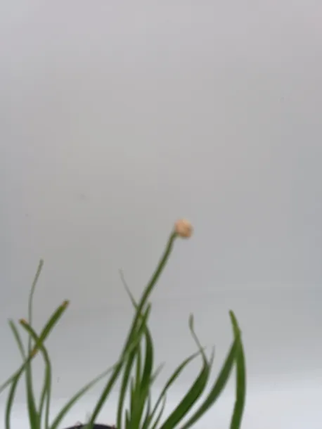 ss-czosnek-ozdobny-millenium-c2-stan-opakowania-oryginalne