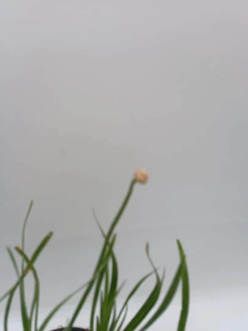 ss-czosnek-ozdobny-millenium-c2-roslina-w-postaci-sadzonka-w-pojemniku-05-1l