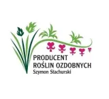 ss-czosnek-ozdobny-millenium-c2-kod-producenta-22-05-10210