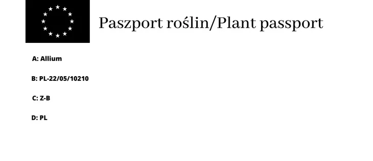 ss-czosnek-ozdobny-millenium-c2-cechy-charakterystyczne-proste-w-pielegnacji