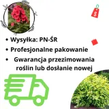 ss-czosnek-ozdobny-millenium-c2-producent-inna