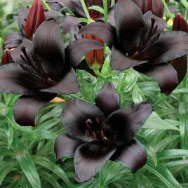 lilia-azjatycka-landini-1-szt-lilie-cebule-lilii-cebulki-kwiatowe