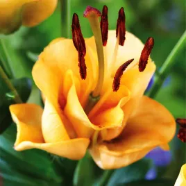 lilia-pelna-apricot-fudge-1-szt-lilie-cebule-lilii-cebulki-pachnaca