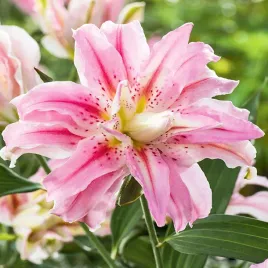 lilia-orientalna-pelna-sweet-rosy-1-szt-lilie-cebule-lilii-cebulki-pachnaca