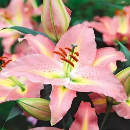 lilia-orientalna-fenice-1-szt-lilie-cebule-lilii-cebulki-pachnaca