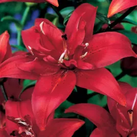 lilia-azjatycka-podwojna-cocktail-twins-1-szt-lilie-cebule-lilii-cebulki