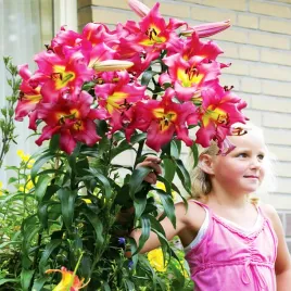 lilia-drzewiasta-rozowa-1-szt-lilie-cebulki-lilii-cebule-pachnaca