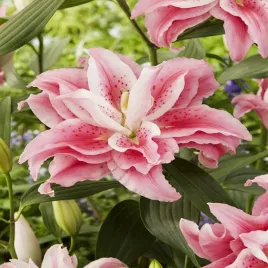lilia-pelna-roselily-clarissa-1-szt-lilie-cebule-lilii-cebulki-pachnaca