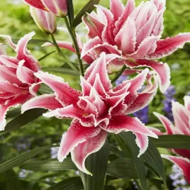 lilia-pelna-roselily-lorena-1-szt-lilie-cebule-lilii-cebulki-pachnaca