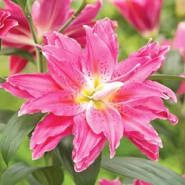 lilia-pelna-roselily-julia-1-szt-lilie-cebule-lilii-cebulki-pachnaca