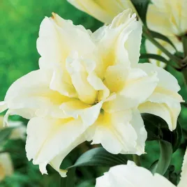 lilia-pelna-roselily-sita-1-szt-lilie-cebule-lilii-cebulki-pachnaca