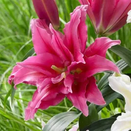 lilia-pelna-roselily-juana-1-szt-lilie-cebule-lilii-cebulki-pachnaca