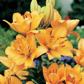 lilia-azjatycka-scoubidou-1-szt-lilie-cebule-lilii-cebulki-kwiatowe