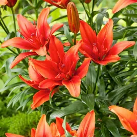 lilia-azjatycka-pelna-bald-eagle-1-szt-lilie-cebule-lilii-cebulki-kwiatowe