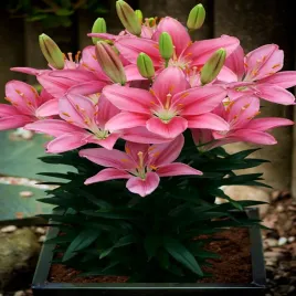 lilia-azjatycka-niska-foxtrot-1-szt-lilie-cebule-lilii-cebulki-kwiatowe