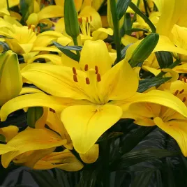 lilia-azjatycka-yellow-county-1-szt-lilie-cebule-lilii-cebulki-kwiatowe