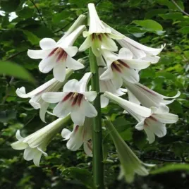 cardiocrinum-giganteum-lilia-himalajska-1-szt-lilie-cebule-lilii-cebulki