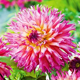dalia-strzepiasta-nenekazi-1-szt-dalie-sadzonki-dalii-sadzonka-duze-bulwy