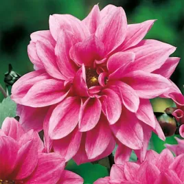 dalia-ciemnolistna-fascination-1-szt-dalie-sadzonki-sadzonka-duze-bulwy
