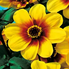 dalia-ciemnolistna-sunshine-1-szt-dalie-sadzonki-dalii-sadzonka-duze-bulwy