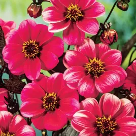 dalia-ciemnolistna-roxy-1-szt-dalie-sadzonki-dalii-sadzonka-duze-bulwy