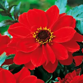 dalia-ciemnolistna-bishop-of-llandaff-1-szt-dalie-sadzonki-dalii-sadzonka