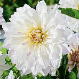 dalia-talerzowa-iceberg-usa-1-szt-dalie-talerzowe-sadzonki-bulwy