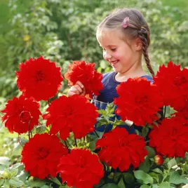 dalia-talerzowa-babylon-red-1-szt-dalie-talerzowe-sadzonki-bulwy