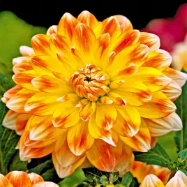 dalia-talerzowa-peaches-and-cream-1-szt-dalie-talerzowe-sadzonki-bulwy