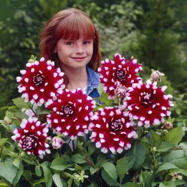 dalia-talerzowa-duet-1-szt-dalie-talerzowe-sadzonki-bulwy-duze-kwiatostany