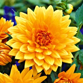 dalia-talerzowa-noordwijk-glorie-1-szt-dalie-talerzowe-sadzonki-bulwy