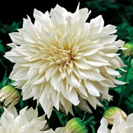 dalia-talerzowa-dekoracyjna-cafe-au-lait-1-szt-dalie-talerzowe-sadzonki