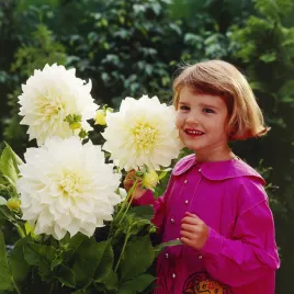 dalia-talerzowa-white-perfection-1-szt-dalie-sadzonki-sadzonka-duze-bulwy