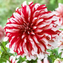 dalia-dekoracyjna-santa-claus-1-szt-dalie-sadzonki-sadzonka-duze-bulwy