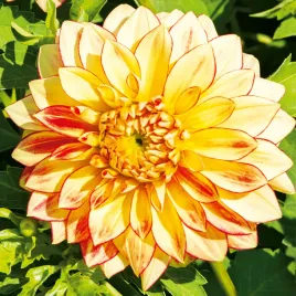 dalia-dekoracyjna-lake-ontario-1-szt-dalie-sadzonki-sadzonka-duze-bulwy