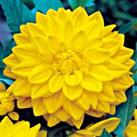 dalia-dekoracyjna-yellow-zolta-1-szt-dalie-sadzonki-sadzonka-duze-bulwy