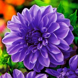 dalia-dekoracyjna-niebieska-blue-1-szt-dalie-sadzonki-sadzonka-duze-bulwy