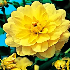 dalia-dekoracyjna-glorie-van-heemstede-1-szt-dalie-sadzonki-duze-bulwy